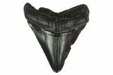 3.31" Fossil Megalodon Tooth - Serrated Blade - #130852-1